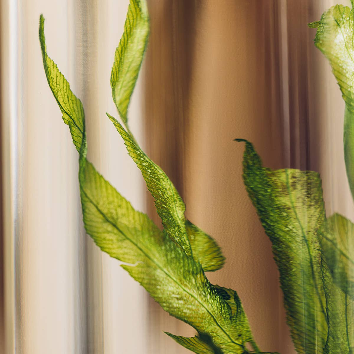 Theophile Berthon - Wholesale Live Plant - The Herbarium Aquatic algae - submerged plant8