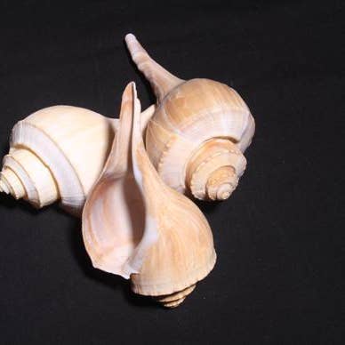 WHELK 5-6" for wholesale by Darlene's Shells