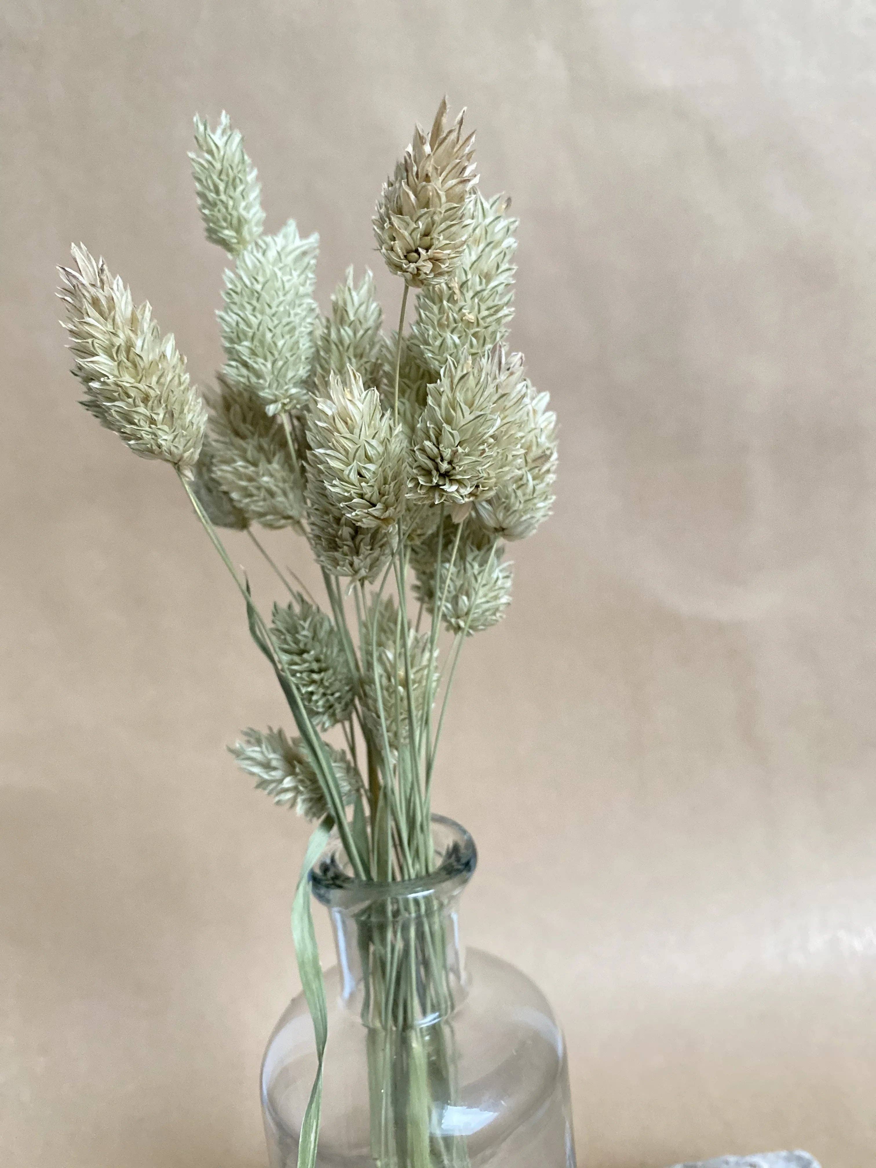 Florir - Wholesale Dried/Pressed Flowers - Green dried flowers, Phalaris4