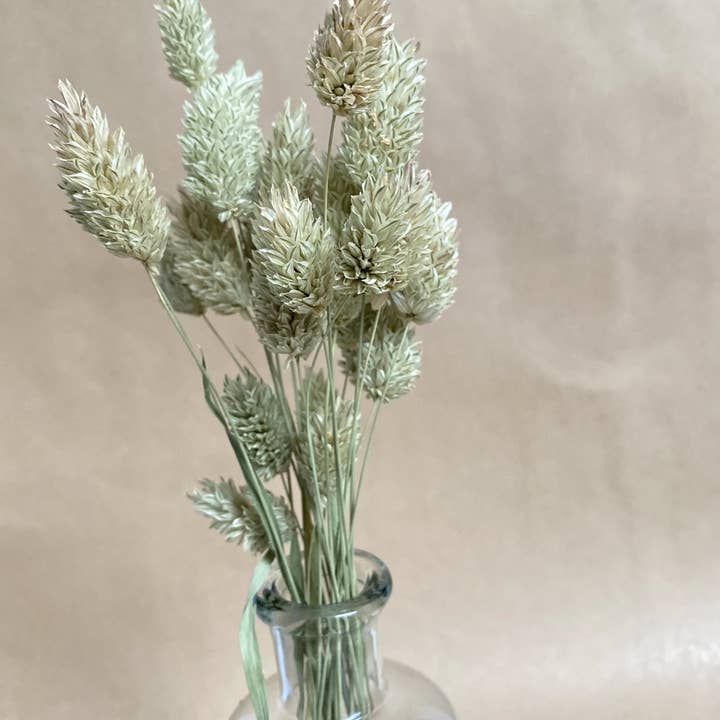 Florir - Wholesale Dried/Pressed Flowers - Green dried flowers, Phalaris4