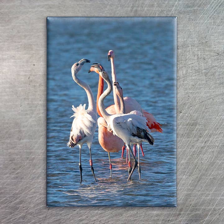 Aimant photo Eye7044 Dancing Flamingos Bird pour la vente par eye-comm