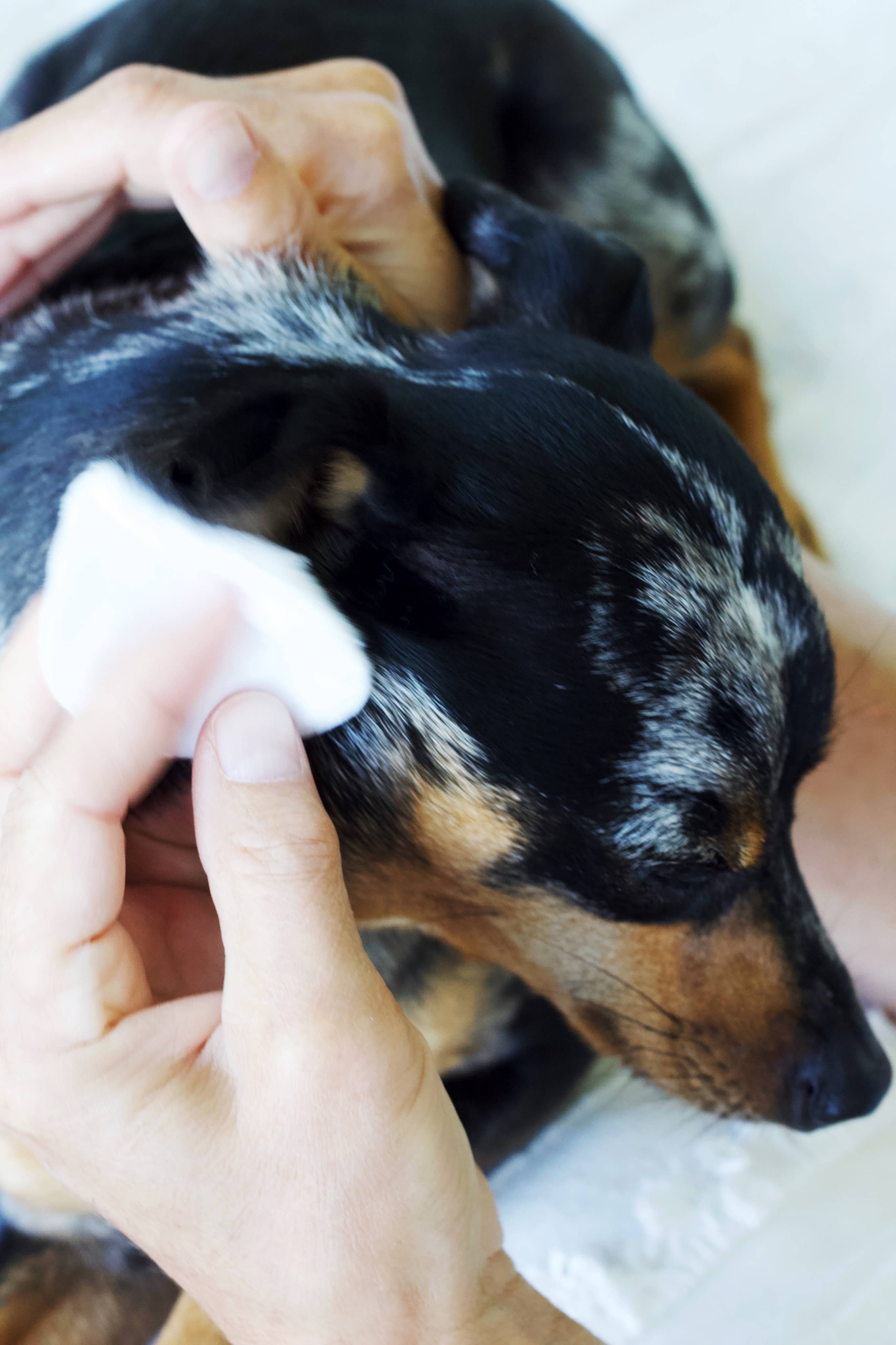 Pure + Good – Großhandel Haustierreinigung – Hund & Katze Every Ear Wash Gallone3