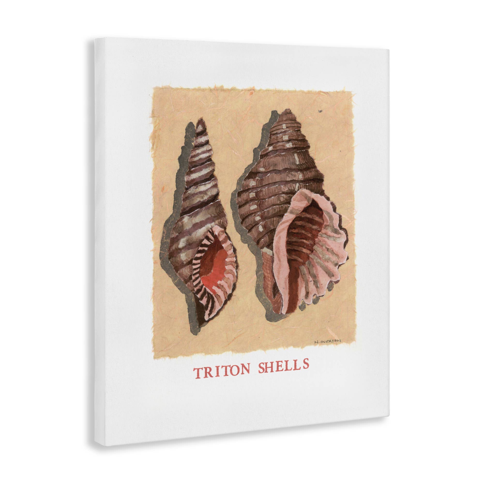Stupell Industries - Wholesale Wall Sign - Triton Shell Pair - Unframed Wall Art10
