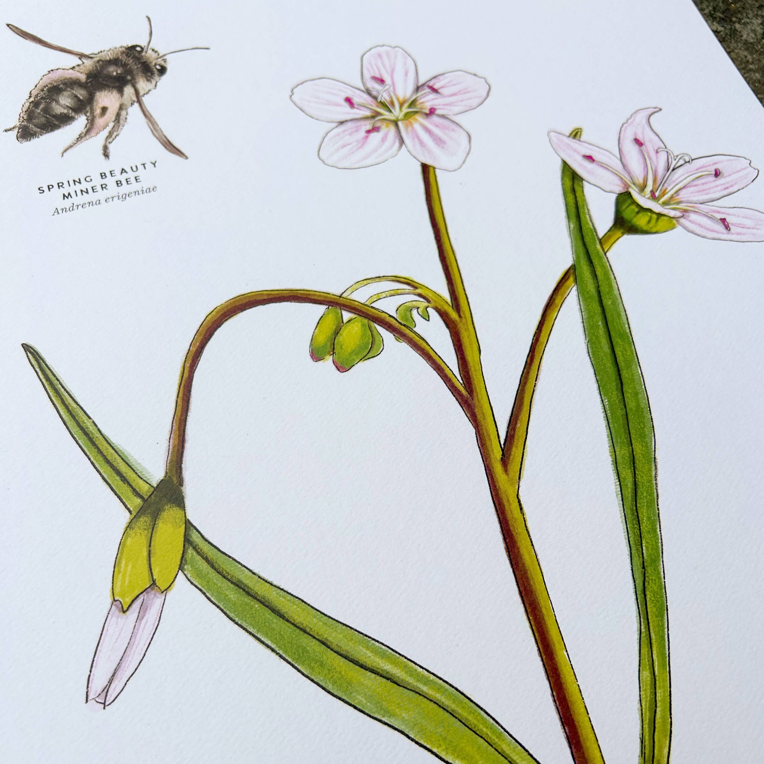 Moss and Mineral - Wholesale Art Print - Spring Beauty Bee and Flower, Botanical Illustration1