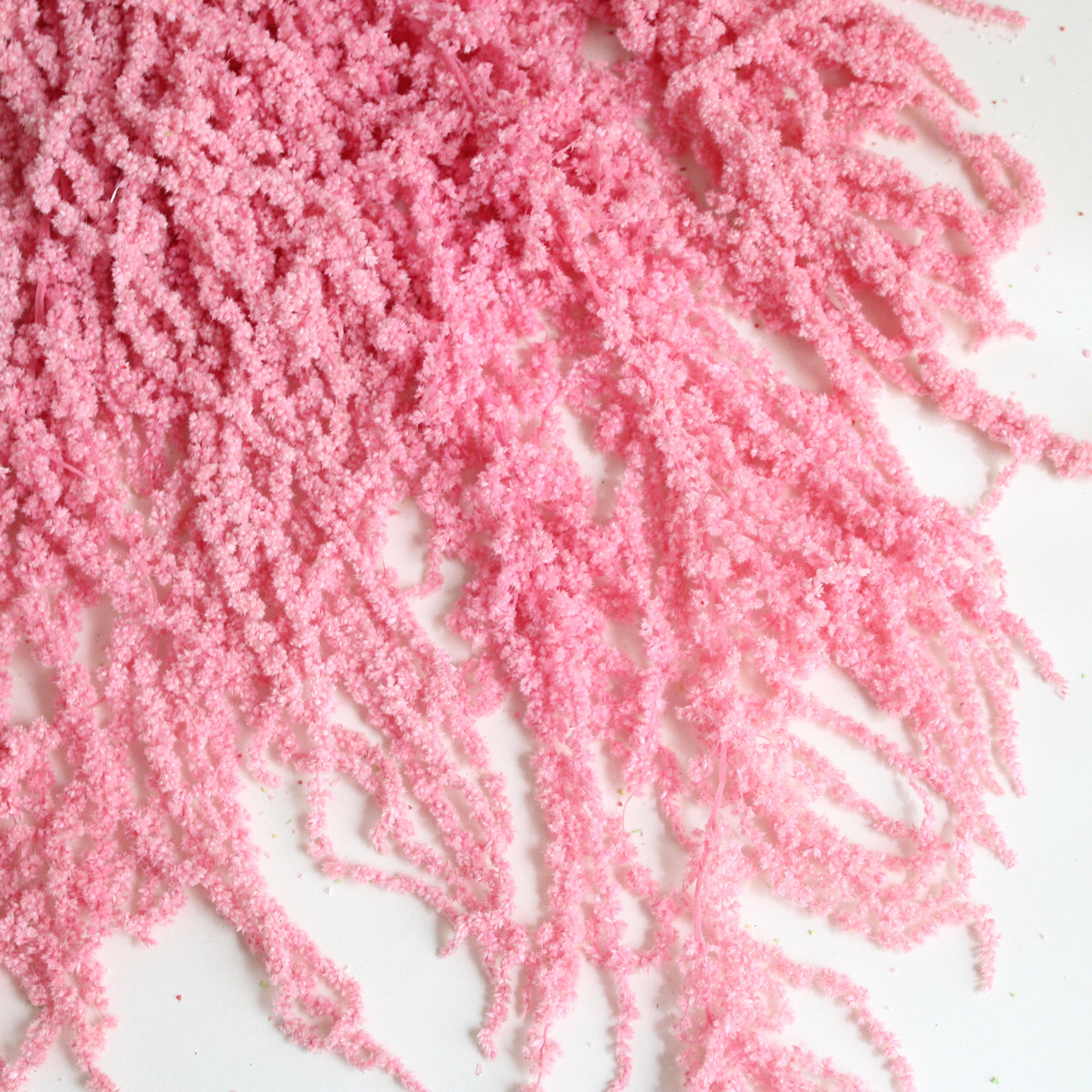 Roxanne's Dried Flowers - Wholesale Dried/Pressed Flowers - Amaranthus (Hanging) - Preserved2