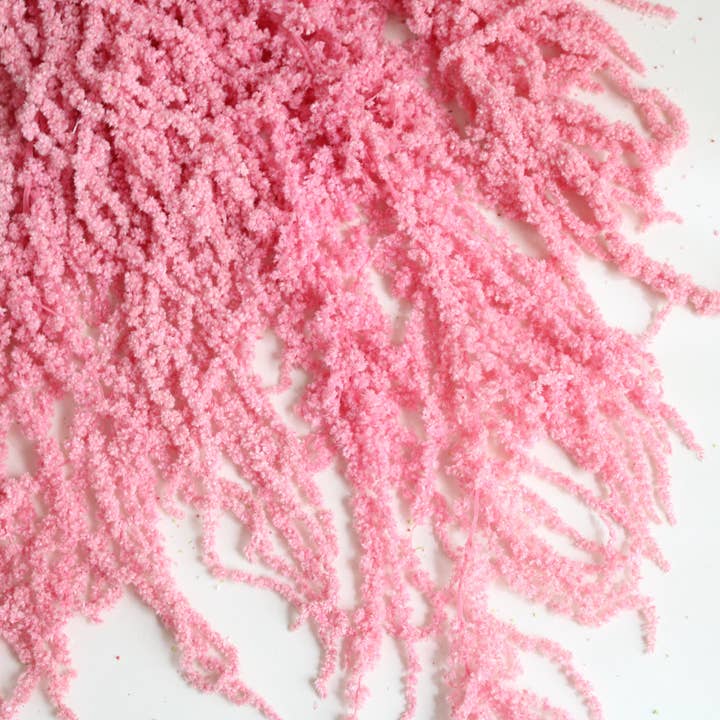 Roxanne's Dried Flowers - Wholesale Dried/Pressed Flowers - Amaranthus (Hanging) - Preserved3