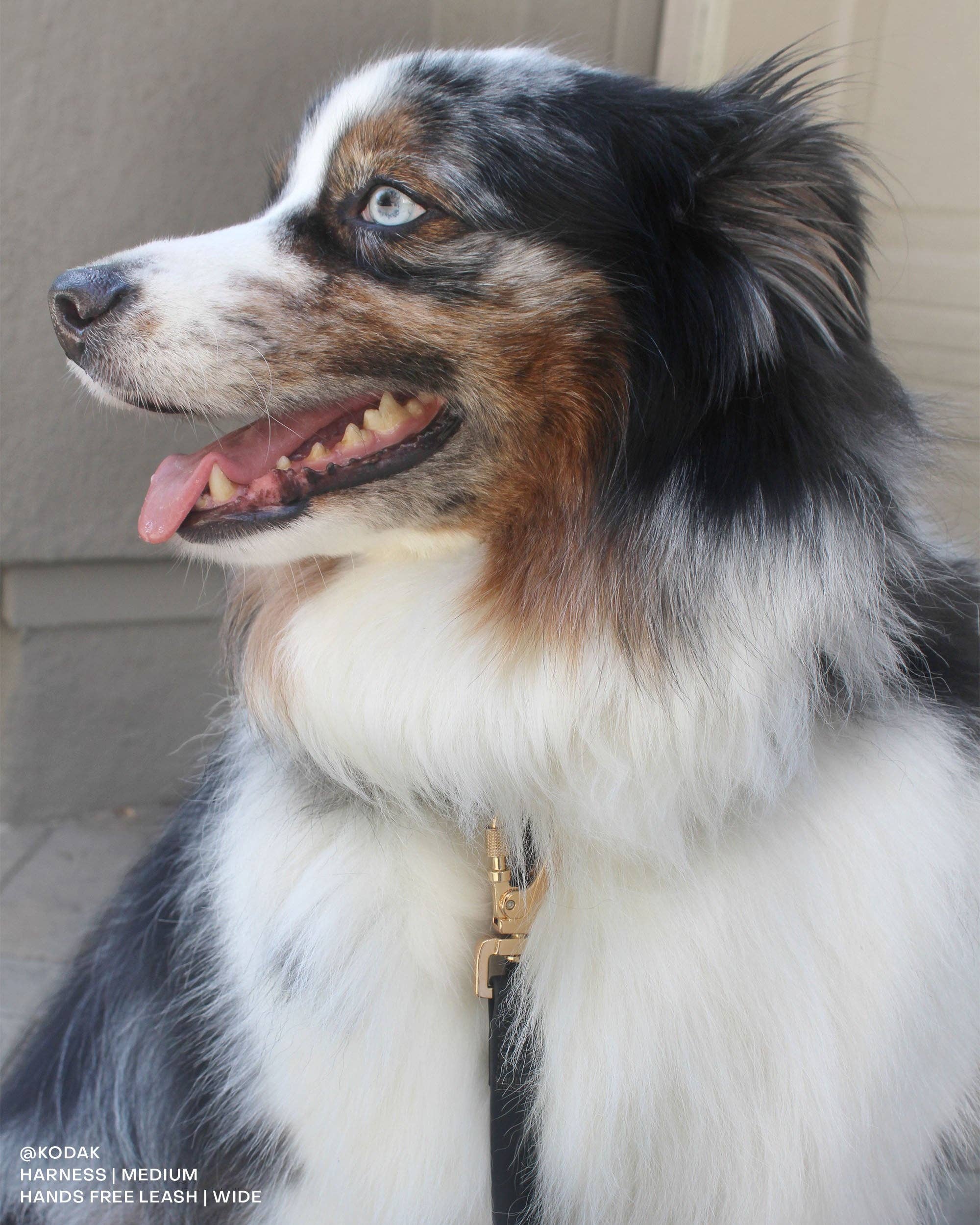 SUNNY TAILS - Venta al por mayor Arnés - Perros - Arnés para perro Ember Black Cloud Lite18