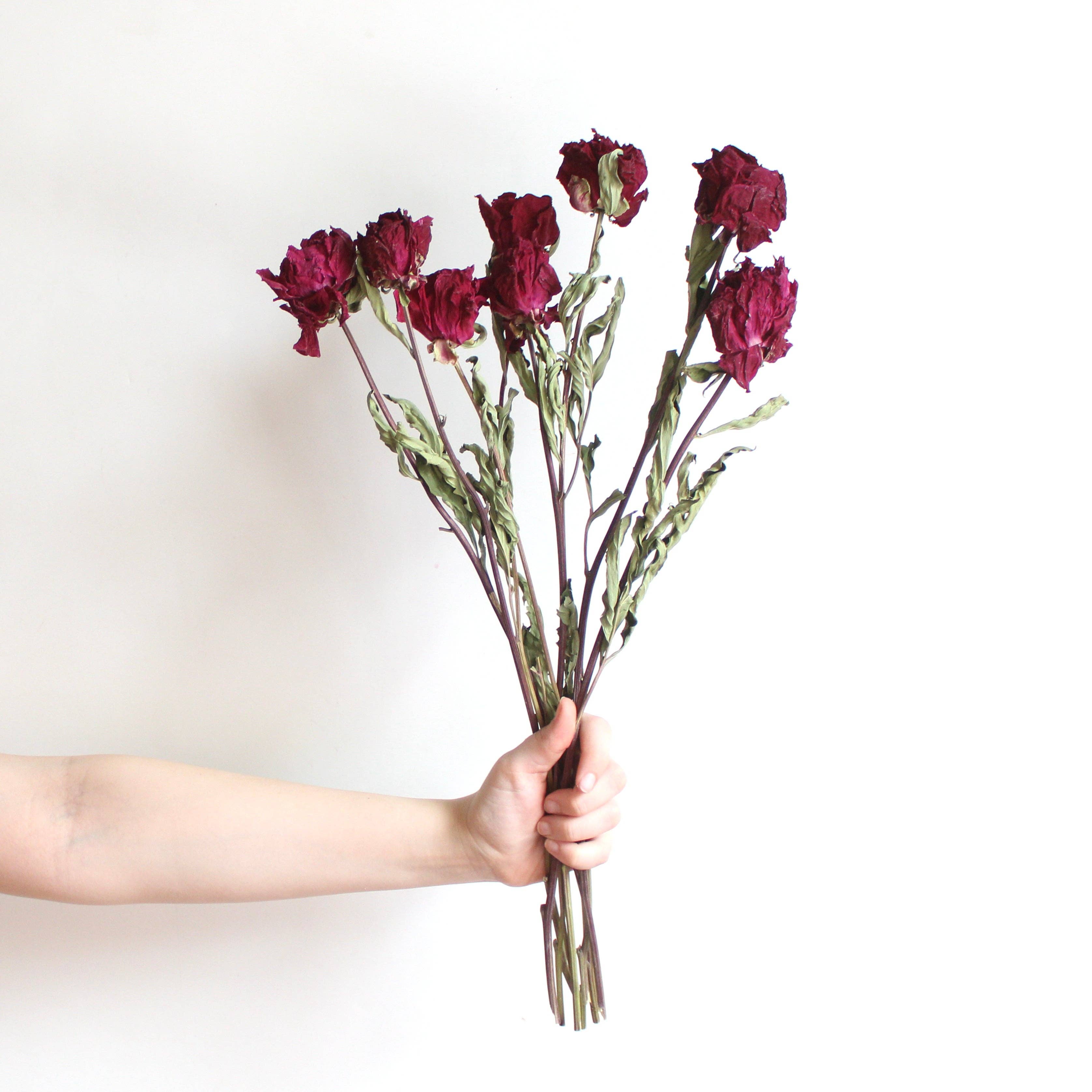 Roxanne's Dried Flowers - Wholesale Dried/Pressed Flowers - Peony - Dried0