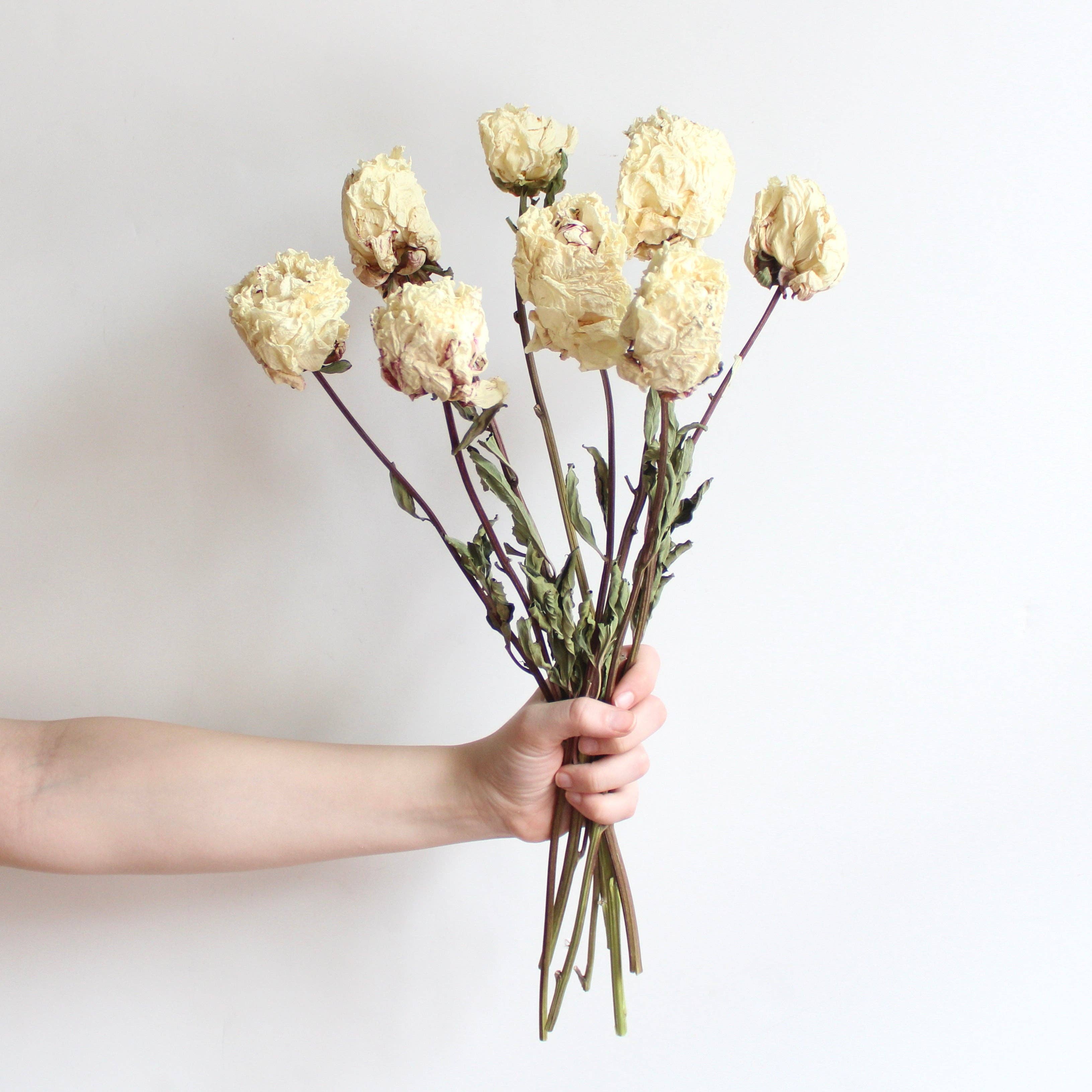 Roxanne's Dried Flowers - Wholesale Dried/Pressed Flowers - Peony - Dried7