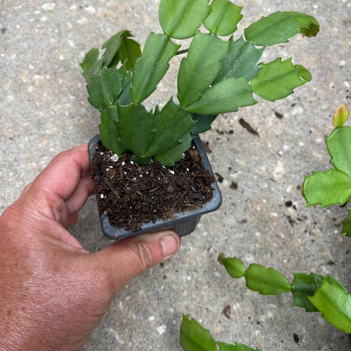 Succulents & Such, Inc. - Wholesale Live Plant - 3" Schlumbergera Christmas/Holiday Cactus Plant
1