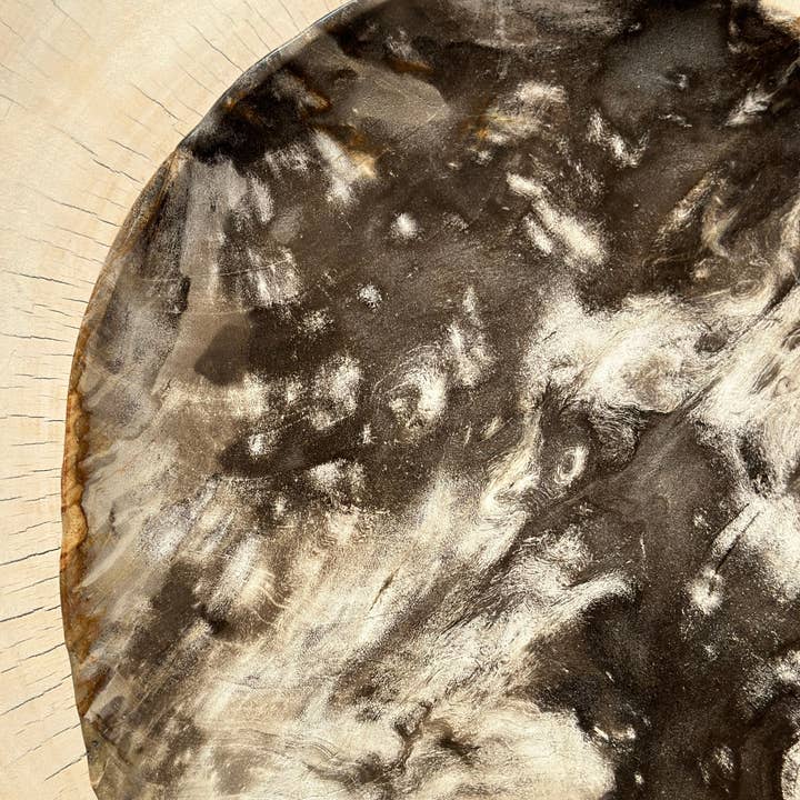 Office Objets - Wholesale Decorative Plate/Dish/Bowl - Very large catchall or dish in petrified wood48