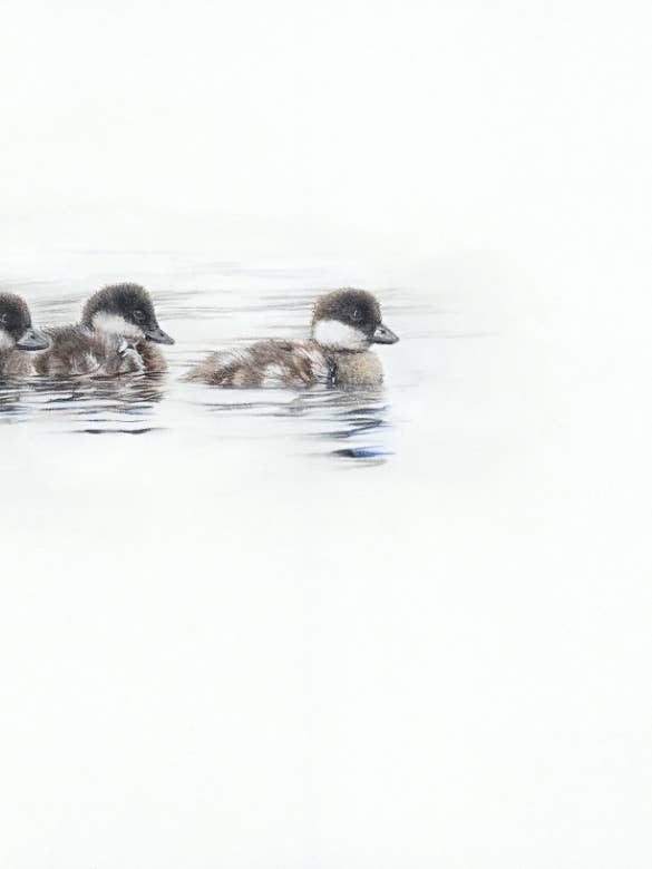 Duckling Fine Art Giclee Print 'Room the Breathe' for wholesale by Crystal Clarke Animal Art