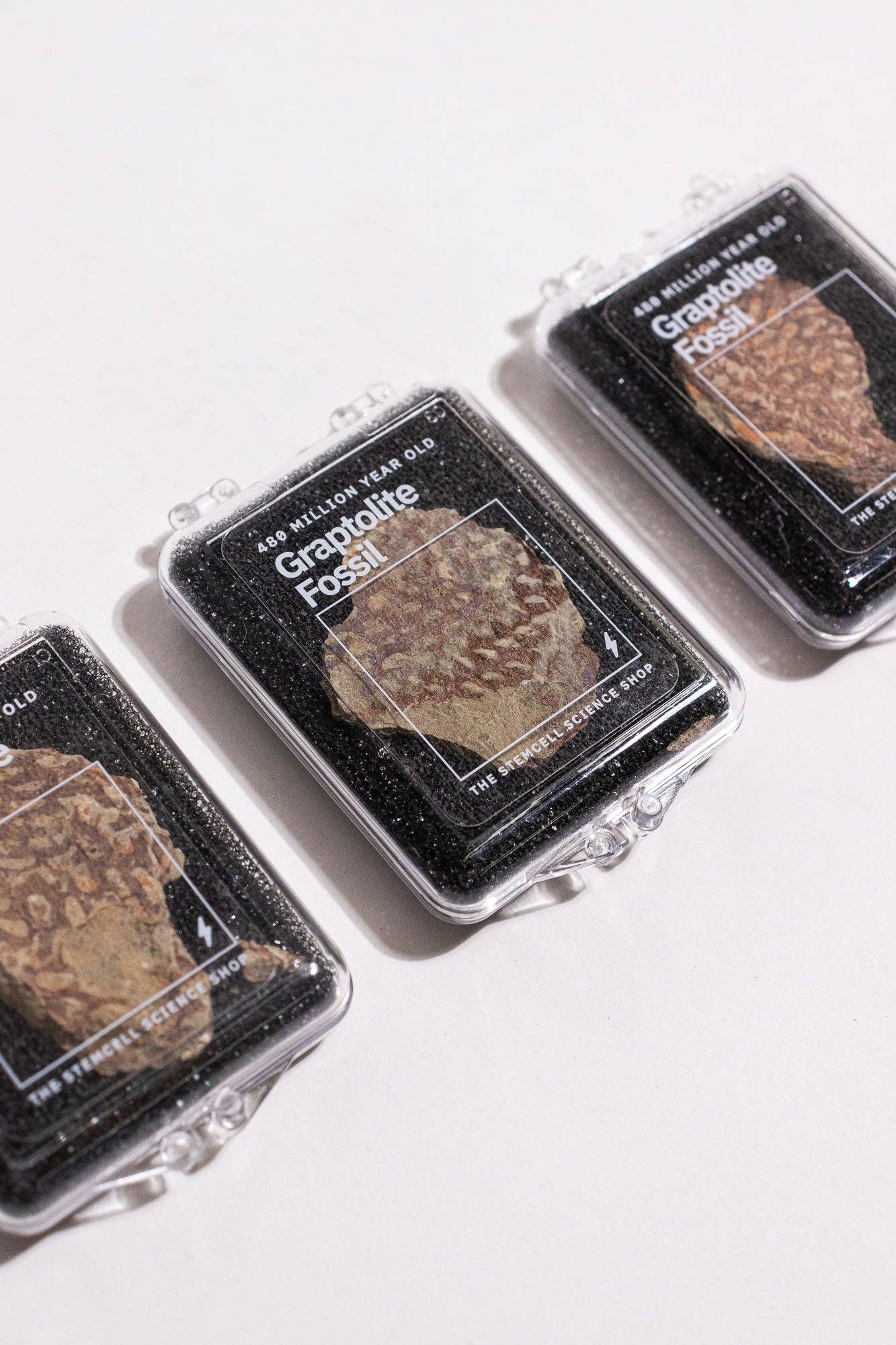 Stemcell Science Shop – wholesale Decorative tabletop object – Graptolite4