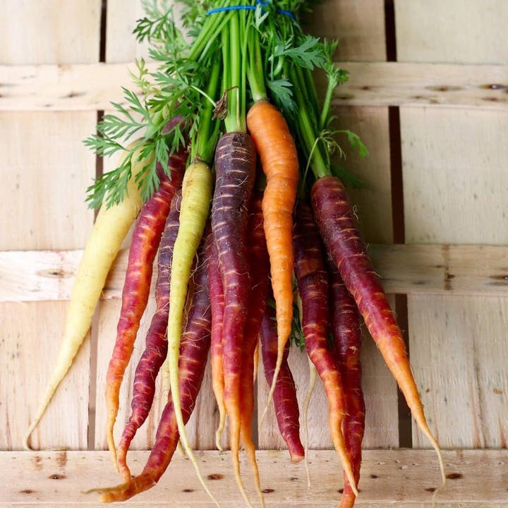 Sow True Seed - Wholesale Plant Seeds - Carrot Seeds - Rainbow Blend