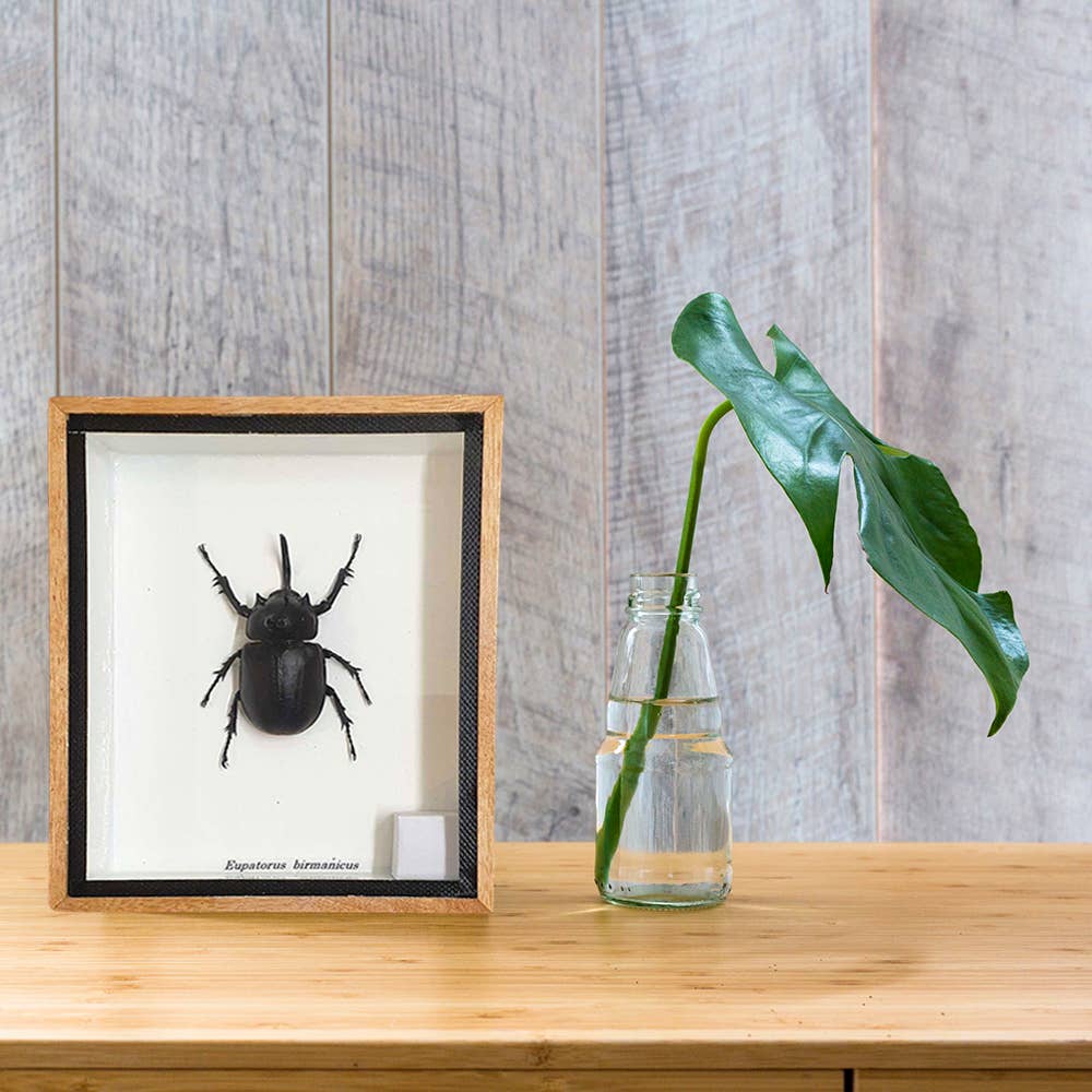 VIE - Wholesale Wall Accent - Framed Insect, Assorted8