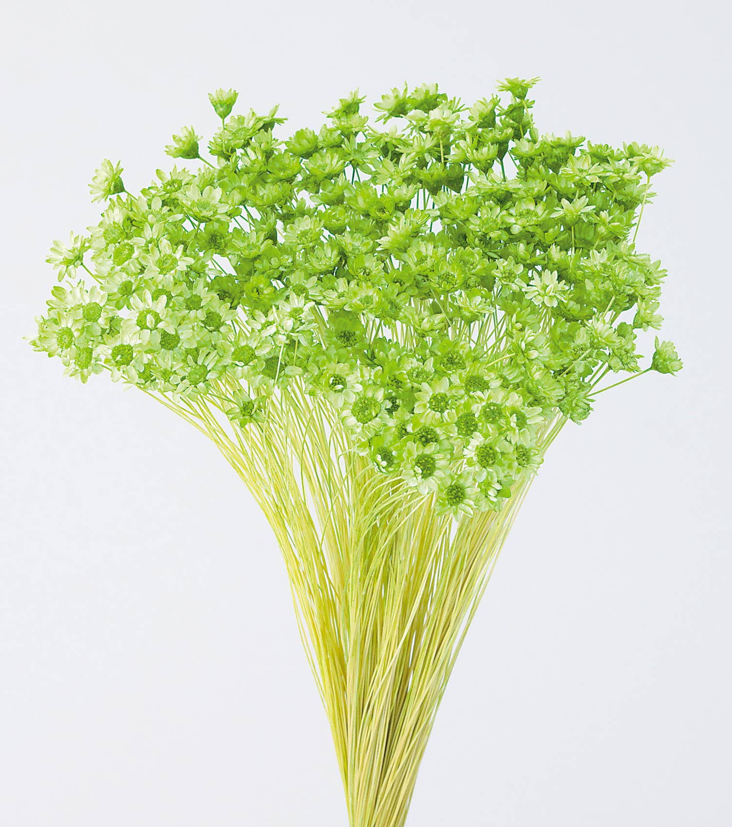 2626 Designs - Wholesale Dried/Pressed Flowers - Dried Preserved Star Flower Mini | Realistic & Lasting Decor2