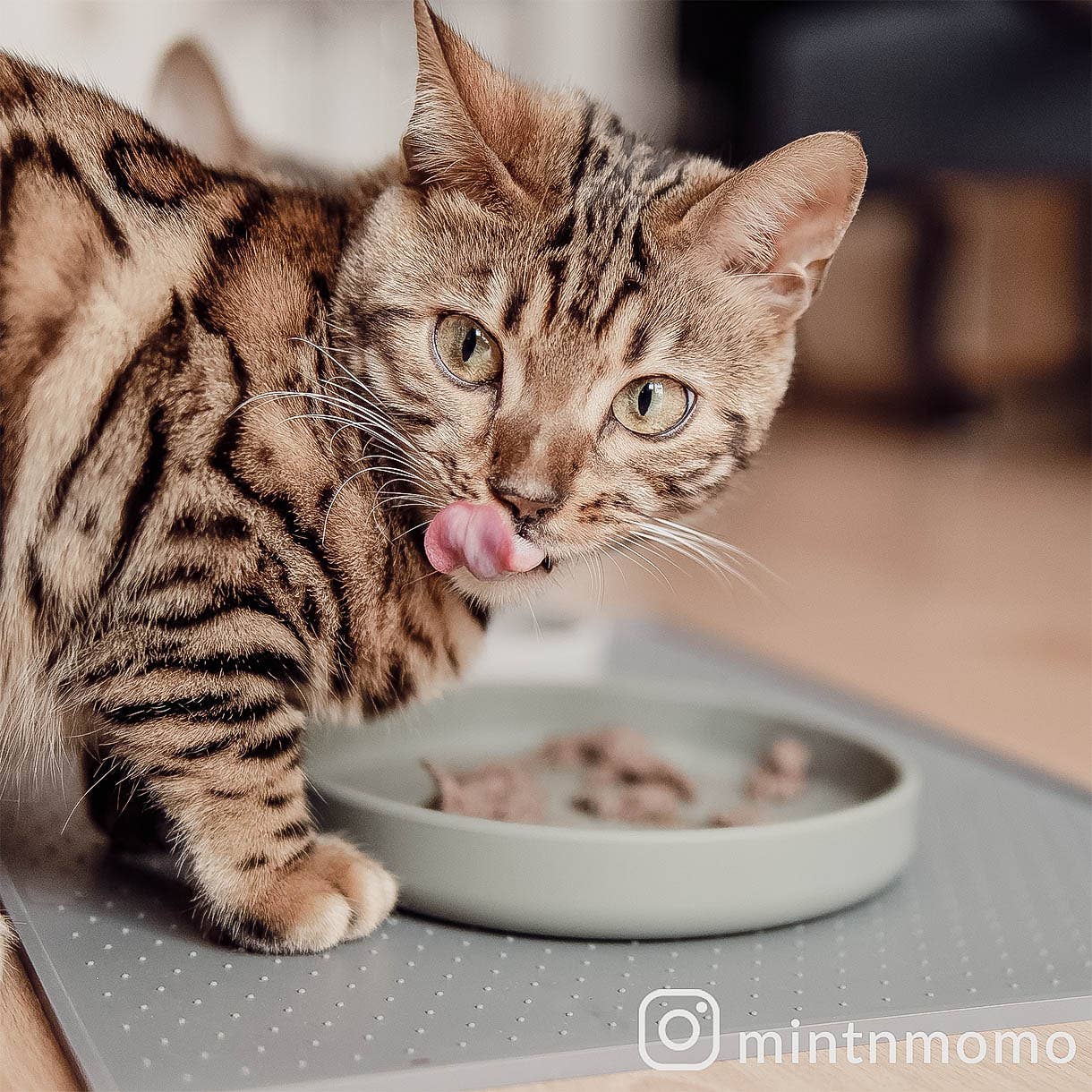 ne&no - Wholesale Pet Bowl - Cat/Dog - ne&no® Cat Silicone Feeding Bowl: whisker-friendly6