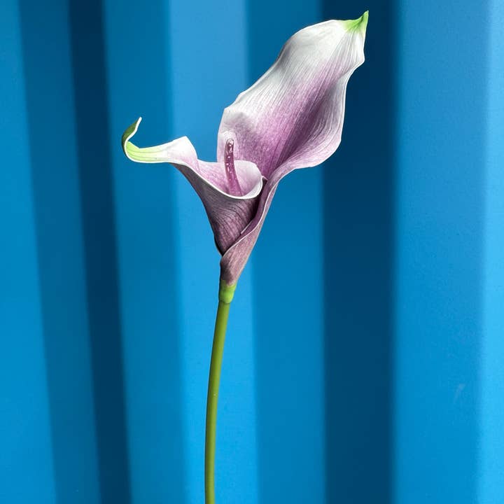 Calla Lily Single Stem Fresh Look and other Purchase Wholesale artificial calla lilies. Free Returns & Net 60 Terms on Faire trending on Faire.