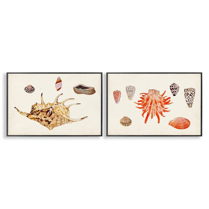 Antieke Schelp Anthologie Ingelijste Kunst voor wholesale door Stupell Industries