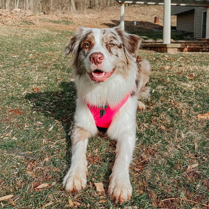 SASSY WOOF - Wholesale Pet Harness - Dog - Dog Adjustable Harness - Neon Pink12