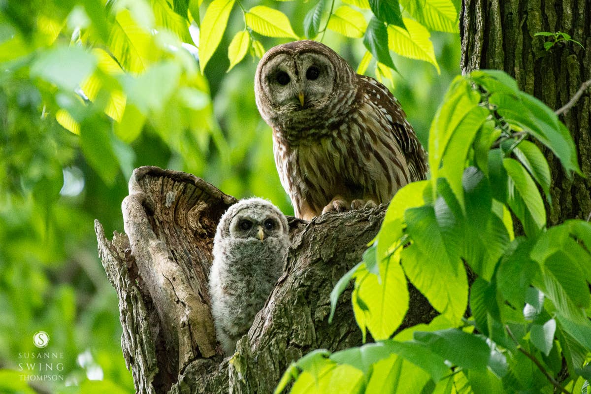 Wren - Wholesale Everyday Greeting Card - Barred Owl and Owlet (Blank inside) Greeting Card1