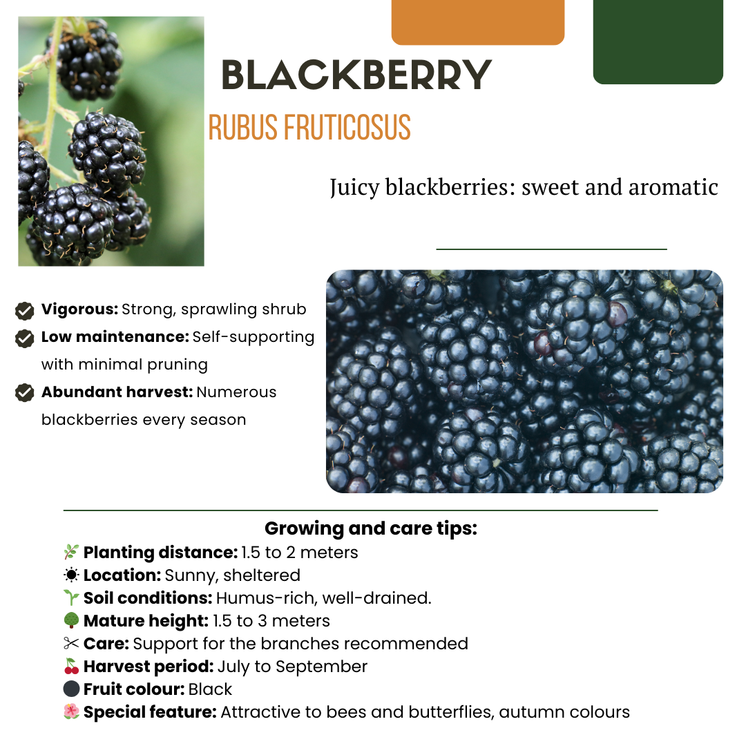 Oasis of Life - Wholesale Live Plant - Organic Blackberry Rubus fruticosus – Biological Blackberry Bushes – Ø13cm – ↨20cm – 6 Plants – Frost Resistant & High Yielding – For Balcony, Garden & Terrace1