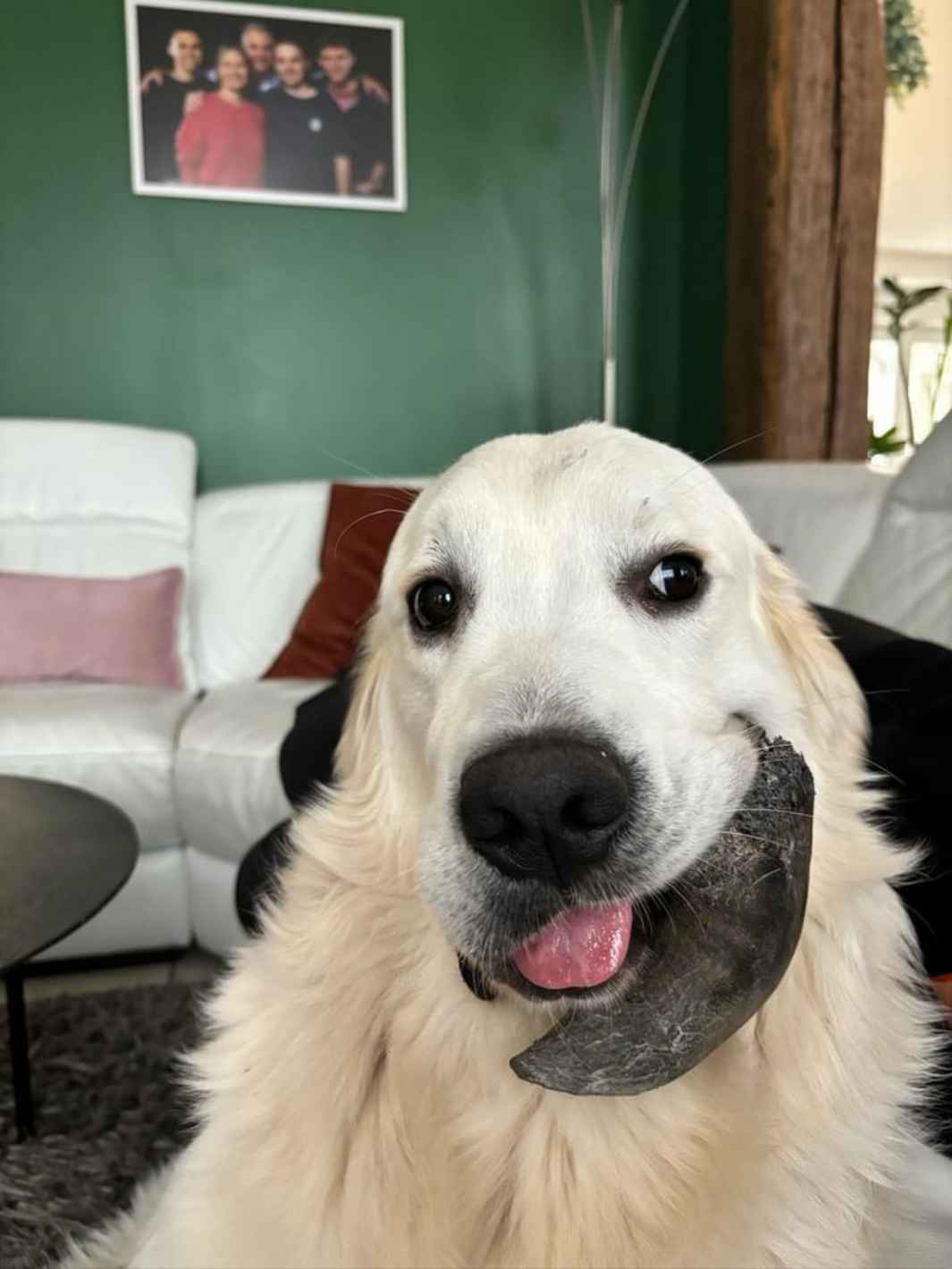 Truffe Délice - Wholesale Pet Chew Toy - Dog - Buffalo horn3