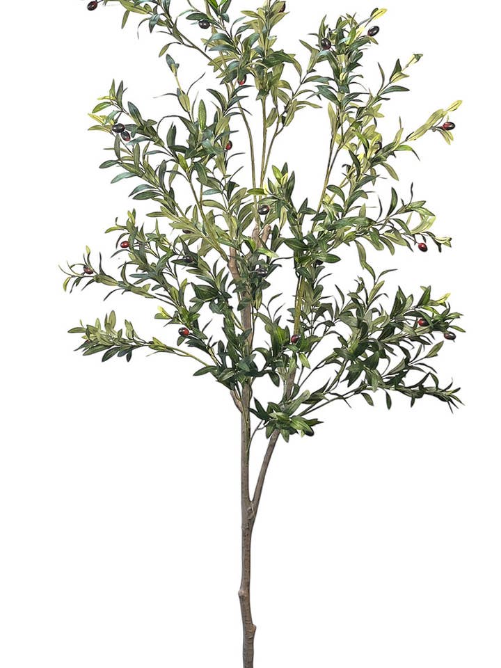 Olivenbaum 190 cm für den Großhandel von Aguilar Málaga