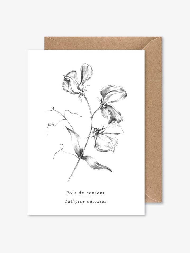 Pois de senteur pour la vente par Papier Mirage