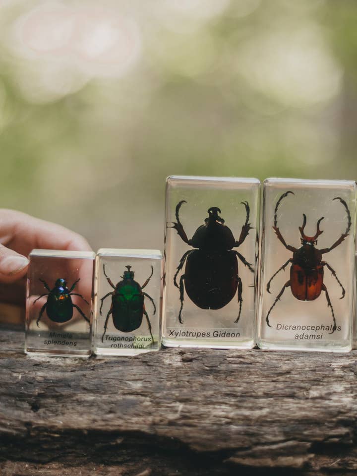 Chafer Beetle Specimen Set for wholesale by Our Earth Life