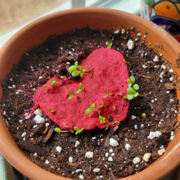 Franky and J. Designs - Wholesale Plant seeds - Rainbow Seeded Paper Hearts2