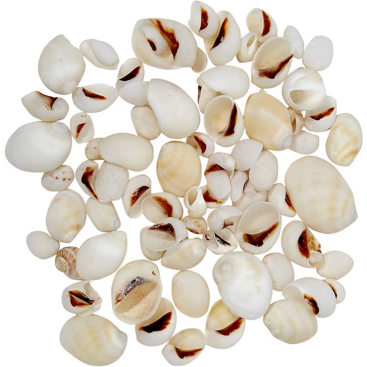 White Moon Snail .5-1" Gallon for wholesale by HS Seashells