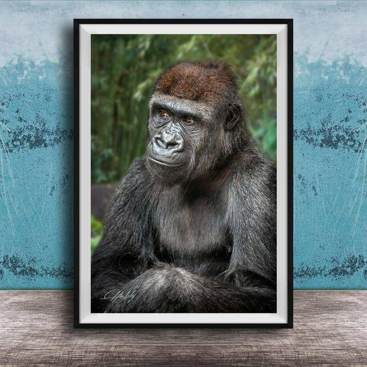 Portrait de Jeune Gorille | Art de la Forêt d'Ouganda pour la vente par Clifton Haley Photography