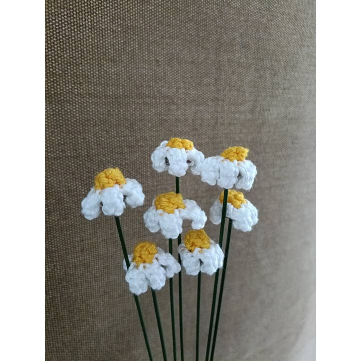 Feverfew for wholesale by Knuffelsenzo