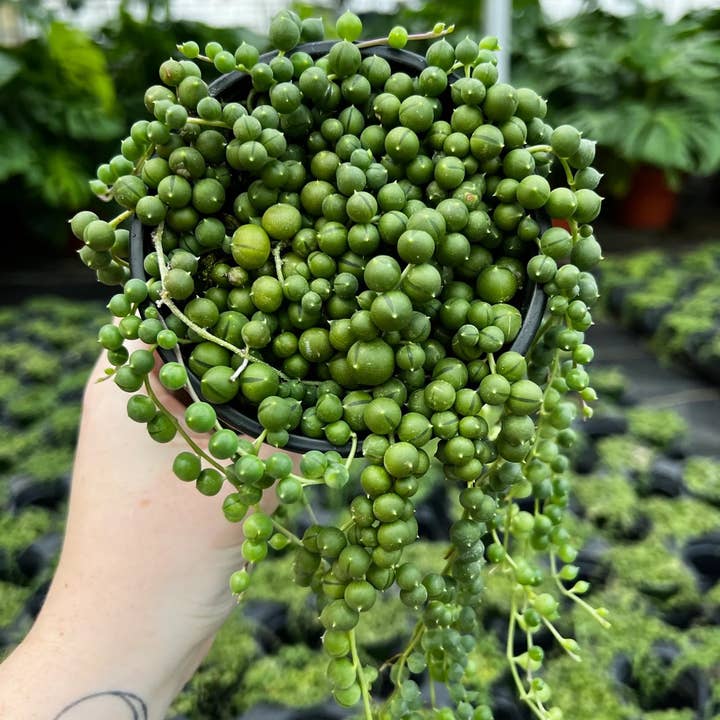 Dutch Touch Growers - Wholesale Succulent - Senecio String of Pearls | Live Rooted Plant