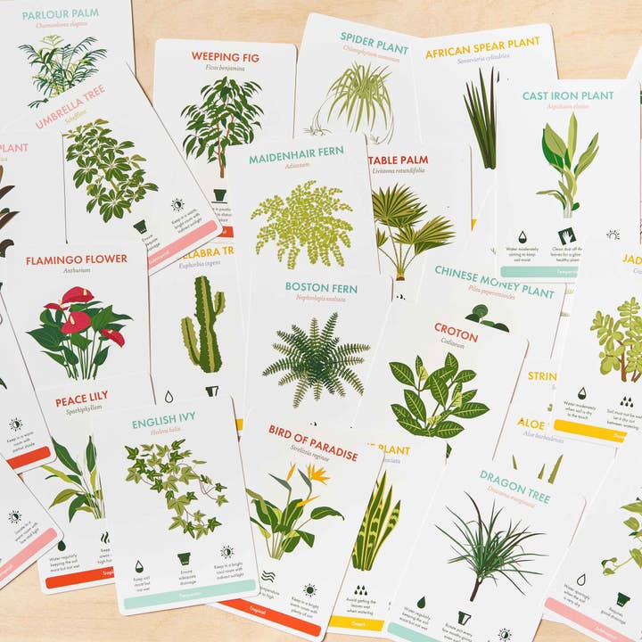 Another Studio - Wholesale Nature Guide - Houseplant Care Cards, botanical plant tips, care & advice