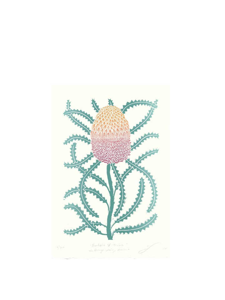 Banksia Victoriae aka Orange Woolly Banksia for wholesale by Lili Arnold