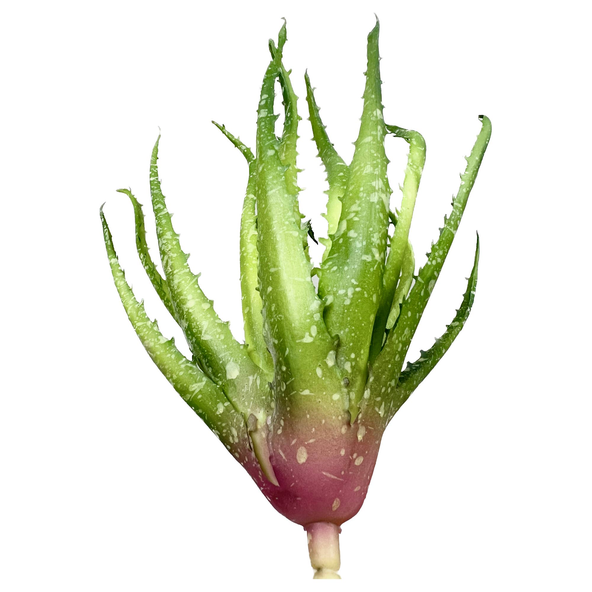 Angel Isabella – wholesale Succulent – High-end-Ultra realist Real Touch Succulents Aloe-10"3