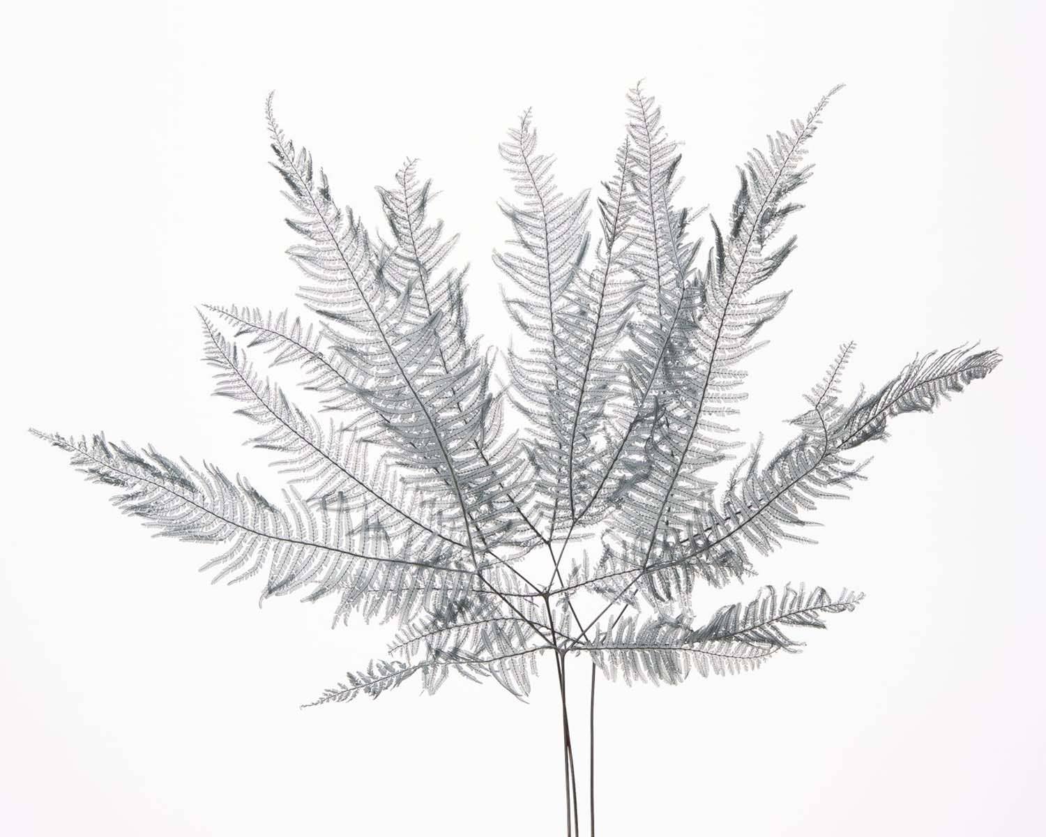 2626 Designs - Wholesale Dried/pressed flowers - Dried Preserved Mountain Fern | Realistic & Lasting Decor1
