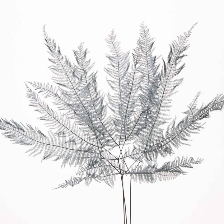 2626 Designs - Wholesale Dried/Pressed Flowers - Dried Preserved Mountain Fern | Realistic & Lasting Decor1