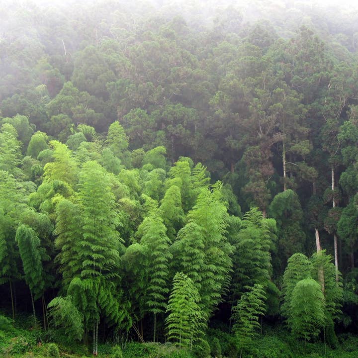 Bamboo Cypress Incense Cones for wholesale by Beaches of Tunisia, LLC