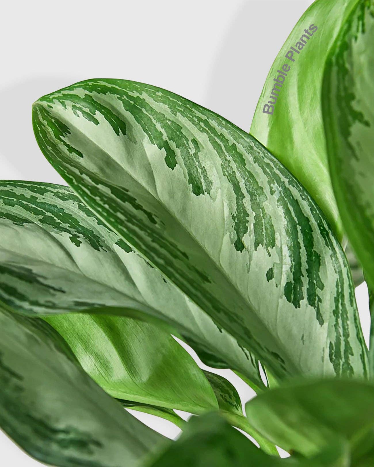 Bumble Plants - Wholesale Live Plant - Aglaonema Chinese Evergreen 'Silver Bay'4