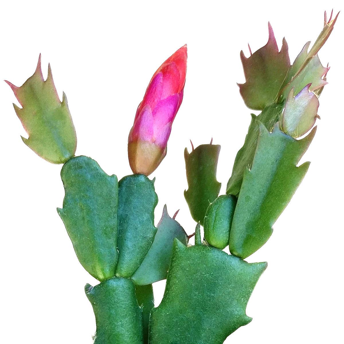 Best Plant Friend - Wholesale Succulent - Christmas Cactus Thanksgiving Cactus -  Succulents 2/4/6in7