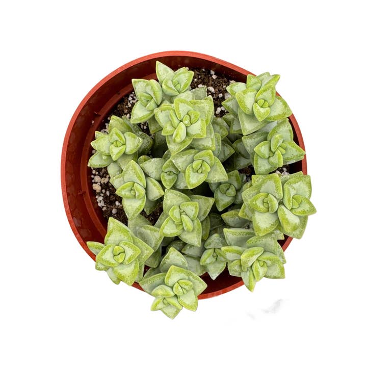 Succulent Wholesale - Wholesale Succulent - Assorted Succulents | 4 inch7