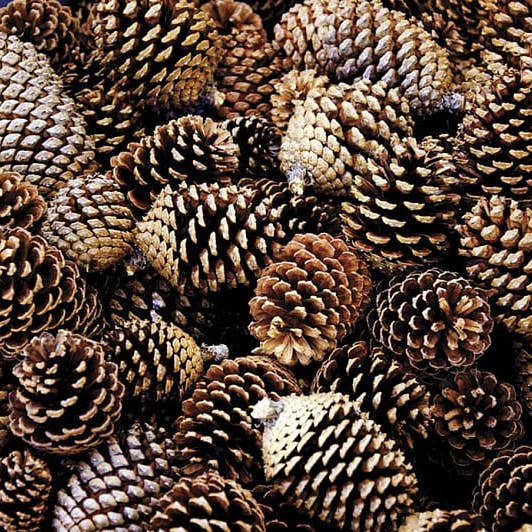 Roasted Pine for wholesale by MatchBox Candle Co.