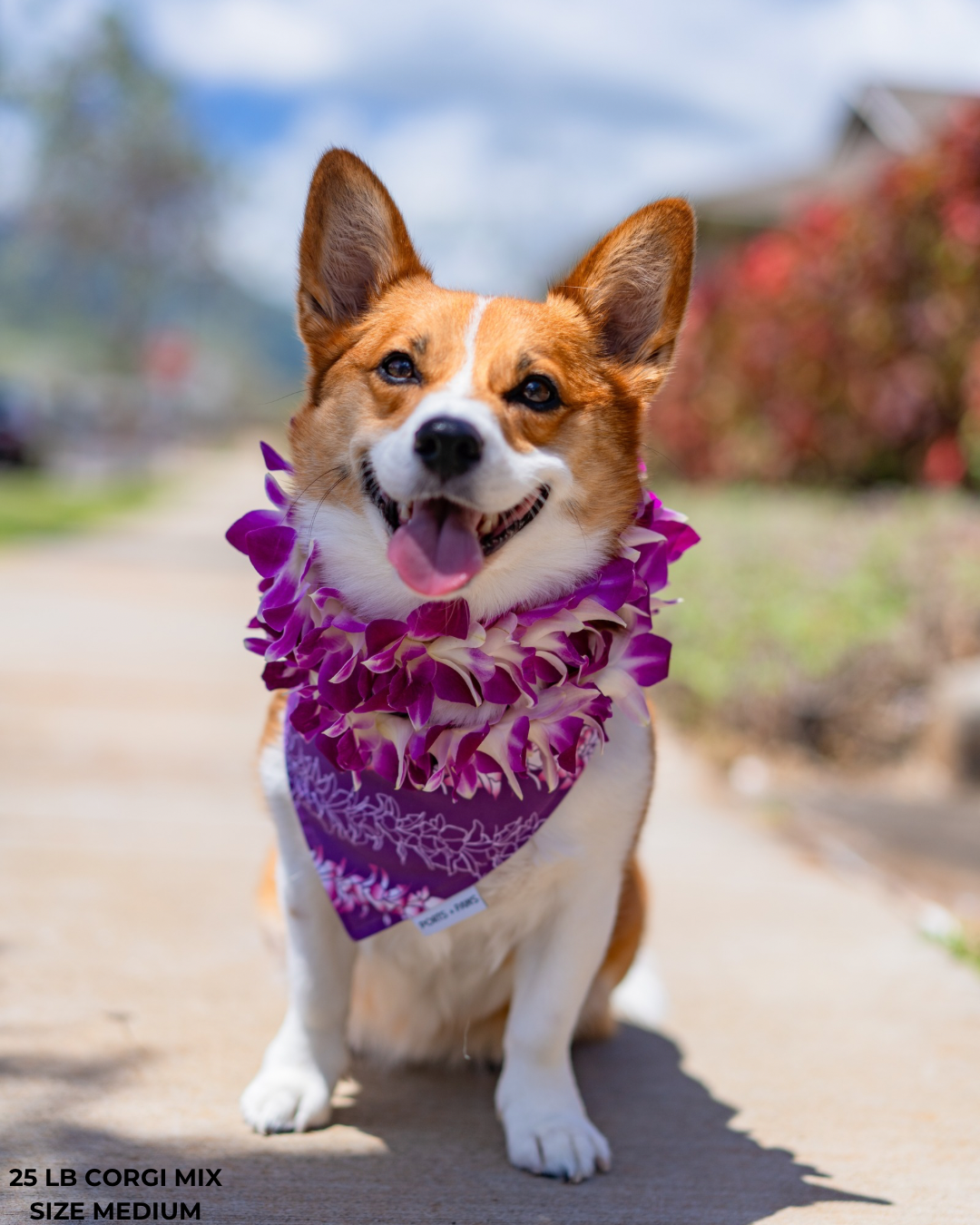 Ports and Paws – Großhandel Haustier-Bandana – Hund – SCHNELL TROCKNENDES HALSTUCH - ORCHID LEI3