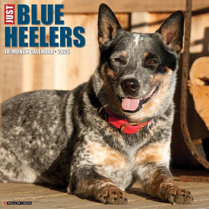 Willow Creek Press & Gifts - Wholesale Calendar - Blue Heelers 2025 Wall Calendar