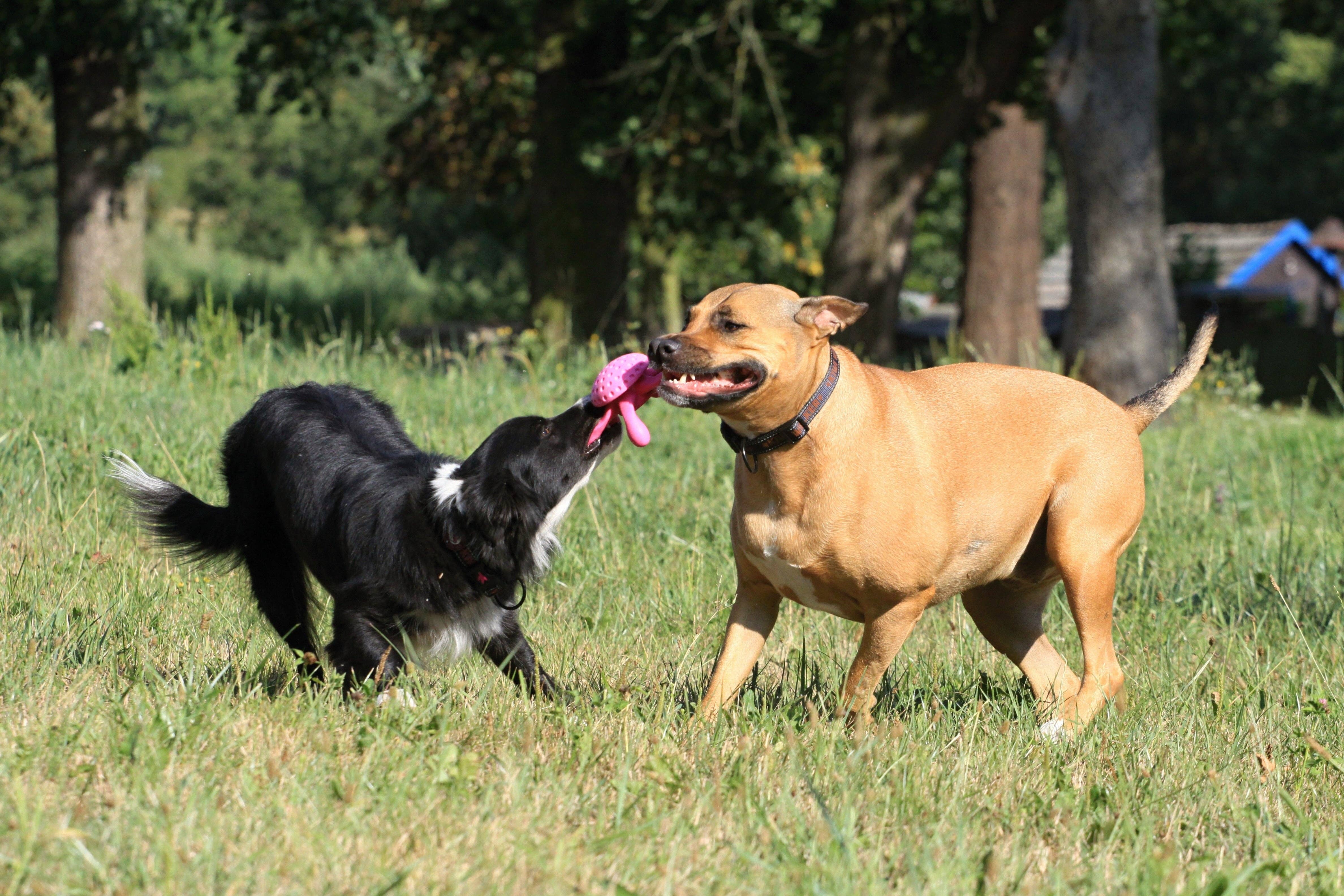 IGSM LTD – wholesale Pet toy – Dog – KIWI Walker Octopus Dog Toy - MINI8