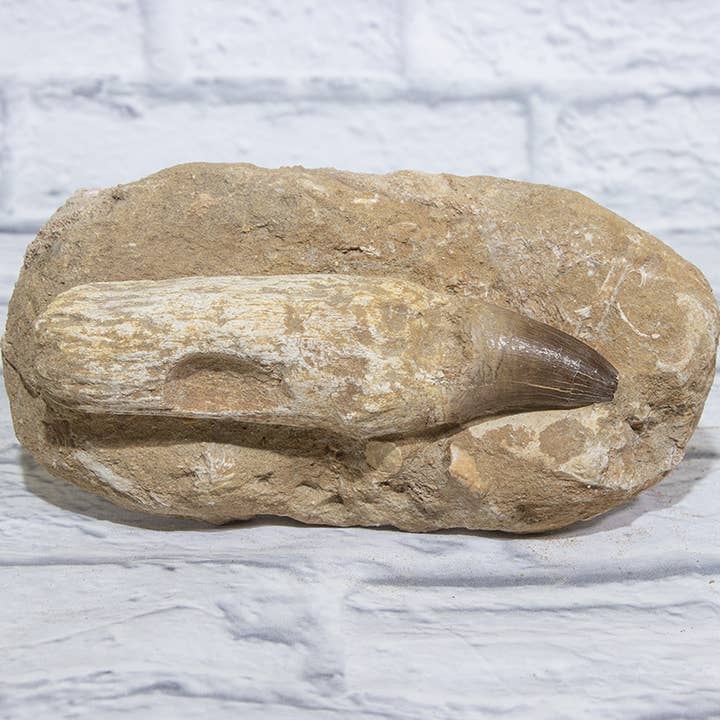 LARGE MOSASAURS TOOTH IN MATRIX- Sold By Piece for wholesale by Cold River Mining