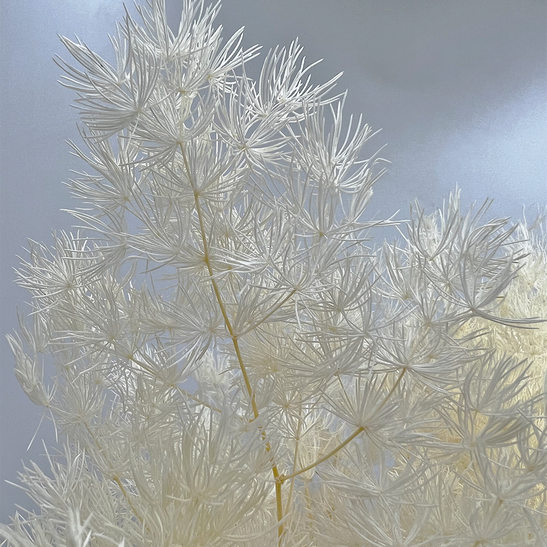 2626 Designs - Venta al por mayor Flores secas/prensadas - Helecho Espárrago Preservado, de 30 a 50 cm de largo16